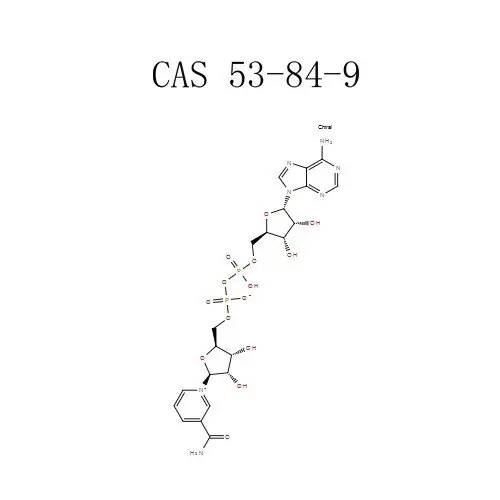 Bubuk adotin Nicotinamide dinucleotide (NAD) (53-84-9)